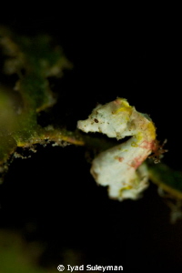 Pygmy Seahorse
Canon 60D, 100mm macro lens, +10 SubSee
... by Iyad Suleyman 